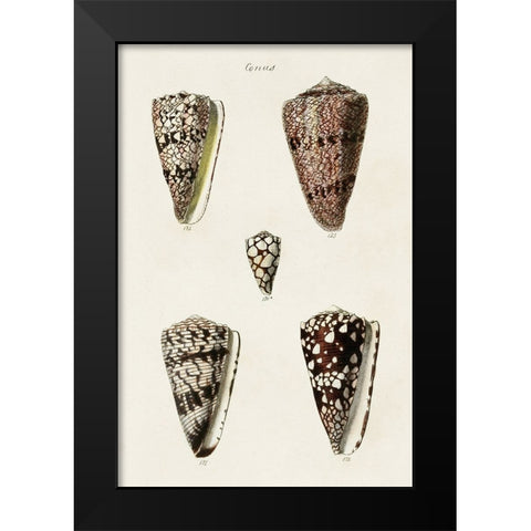Cone Shell Collection III Black Modern Wood Framed Art Print by Unknown