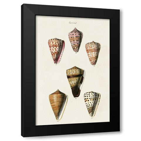 Cone Shell Collection IV Black Modern Wood Framed Art Print with Double Matting by Unknown