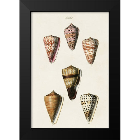 Cone Shell Collection IV Black Modern Wood Framed Art Print by Unknown