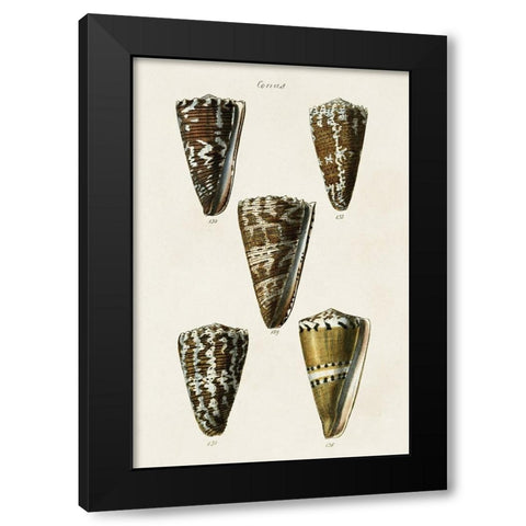 Cone Shell Collection V Black Modern Wood Framed Art Print with Double Matting by Unknown