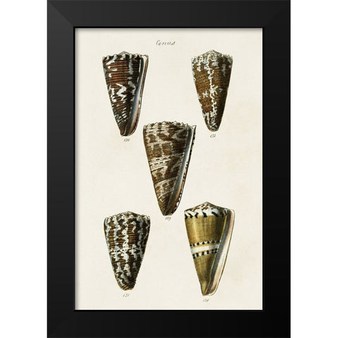 Cone Shell Collection V Black Modern Wood Framed Art Print by Unknown