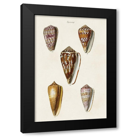 Cone Shell Collection VI Black Modern Wood Framed Art Print with Double Matting by Unknown