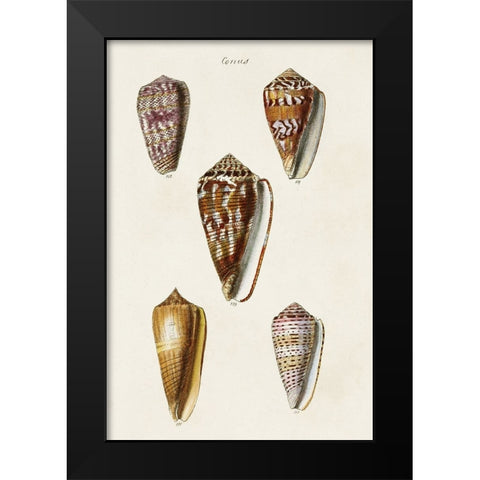 Cone Shell Collection VI Black Modern Wood Framed Art Print by Unknown