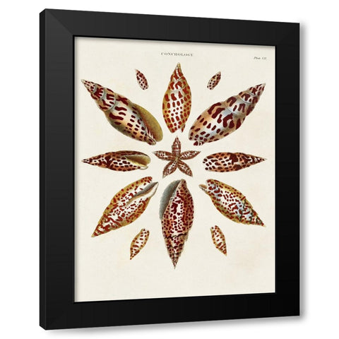 Spiral Shell Formation I Black Modern Wood Framed Art Print by Seba, Albertus