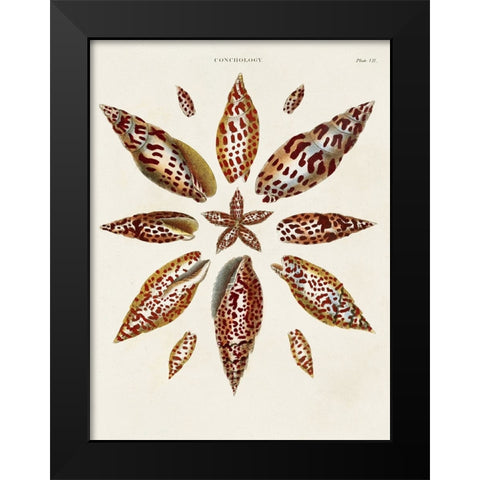 Spiral Shell Formation I Black Modern Wood Framed Art Print by Seba, Albertus
