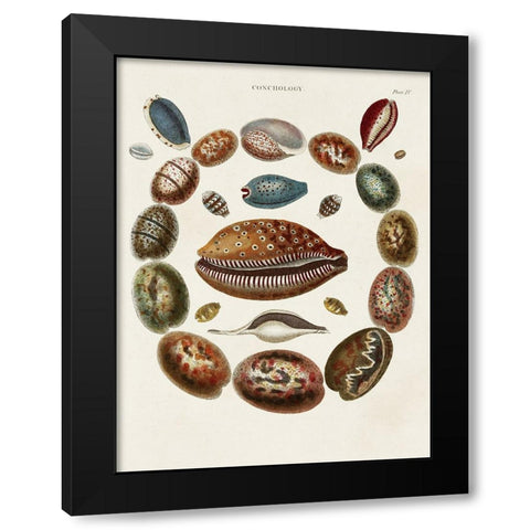 Spiral Shell Formation II Black Modern Wood Framed Art Print with Double Matting by Seba, Albertus