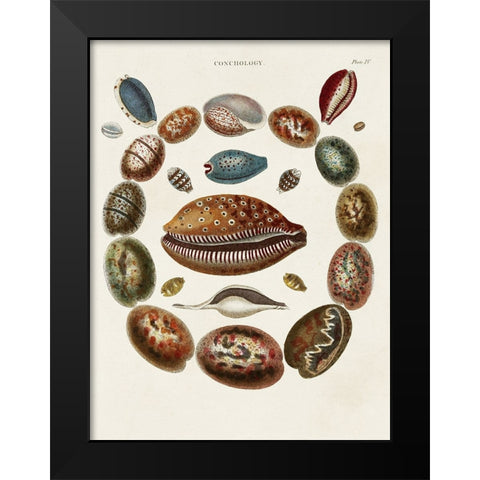 Spiral Shell Formation II Black Modern Wood Framed Art Print by Seba, Albertus