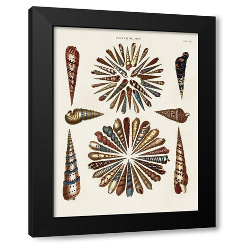 Spiral Shell Formation III Black Modern Wood Framed Art Print with Double Matting by Seba, Albertus