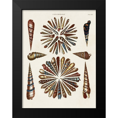 Spiral Shell Formation III Black Modern Wood Framed Art Print by Seba, Albertus