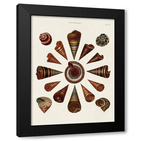 Spiral Shell Formation IV Black Modern Wood Framed Art Print with Double Matting by Seba, Albertus