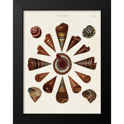 Spiral Shell Formation IV Black Modern Wood Framed Art Print by Seba, Albertus