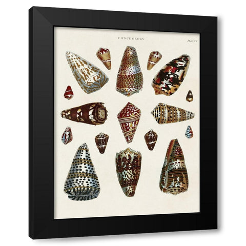 Spiral Shell Formation V Black Modern Wood Framed Art Print with Double Matting by Seba, Albertus