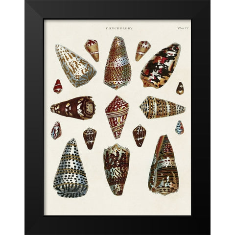 Spiral Shell Formation V Black Modern Wood Framed Art Print by Seba, Albertus