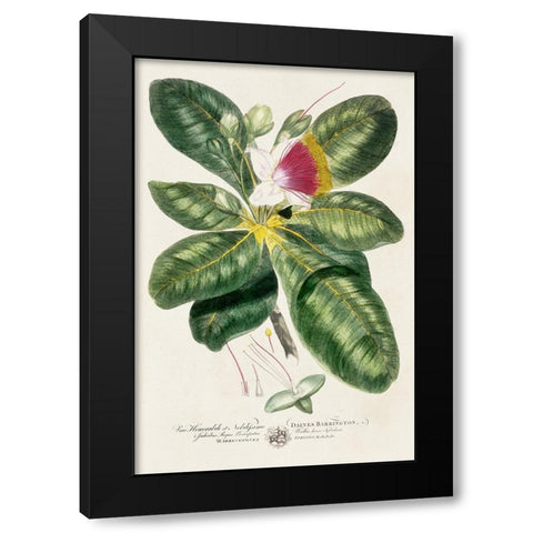 Imperial Tropical Botanical I Black Modern Wood Framed Art Print with Double Matting by Miller, John