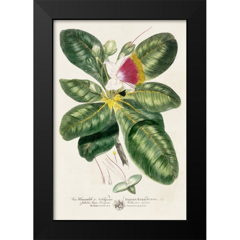 Imperial Tropical Botanical I Black Modern Wood Framed Art Print by Miller, John