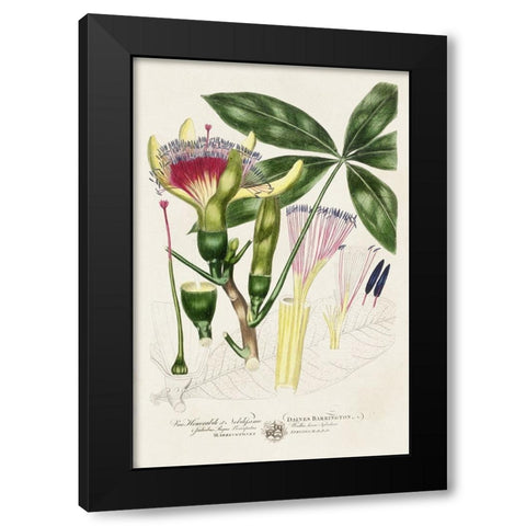 Imperial Tropical Botanical II Black Modern Wood Framed Art Print with Double Matting by Miller, John