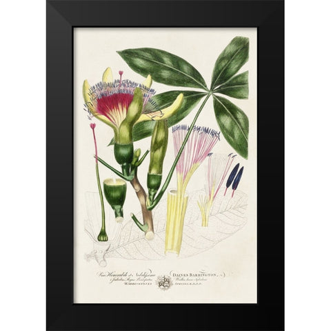 Imperial Tropical Botanical II Black Modern Wood Framed Art Print by Miller, John