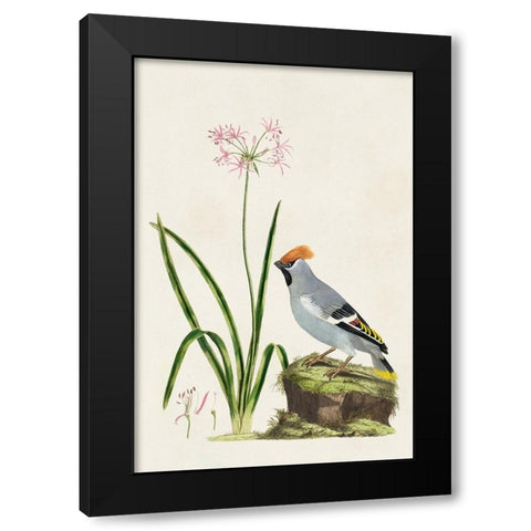 Bird in Habitat II Black Modern Wood Framed Art Print with Double Matting by Unknown