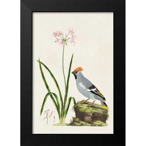 Bird in Habitat II Black Modern Wood Framed Art Print by Unknown