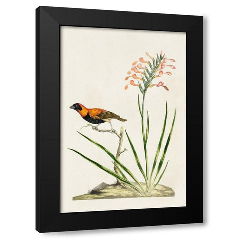 Bird in Habitat III Black Modern Wood Framed Art Print by Unknown