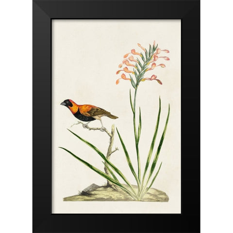 Bird in Habitat III Black Modern Wood Framed Art Print by Unknown