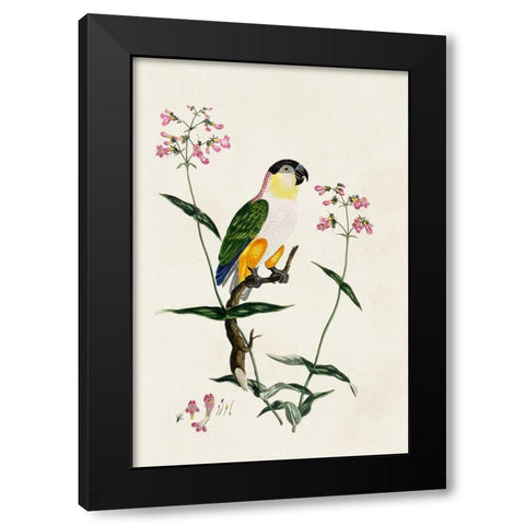 Bird in Habitat IV Black Modern Wood Framed Art Print by Unknown