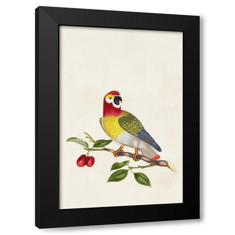 Bird in Habitat VI Black Modern Wood Framed Art Print by Unknown