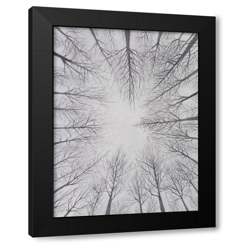 Deciduous Canopy I Black Modern Wood Framed Art Print by Willett, Michael