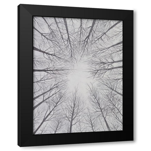 Deciduous Canopy II Black Modern Wood Framed Art Print with Double Matting by Willett, Michael