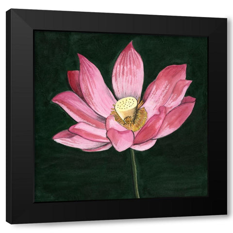 Pink Waterlily II Black Modern Wood Framed Art Print by Longley, Alicia