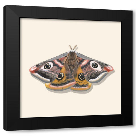 Watercolor Moths I Black Modern Wood Framed Art Print with Double Matting by Willett, Michael
