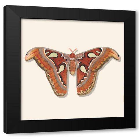 Watercolor Moths II Black Modern Wood Framed Art Print with Double Matting by Willett, Michael