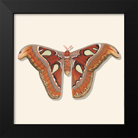 Watercolor Moths II Black Modern Wood Framed Art Print by Willett, Michael