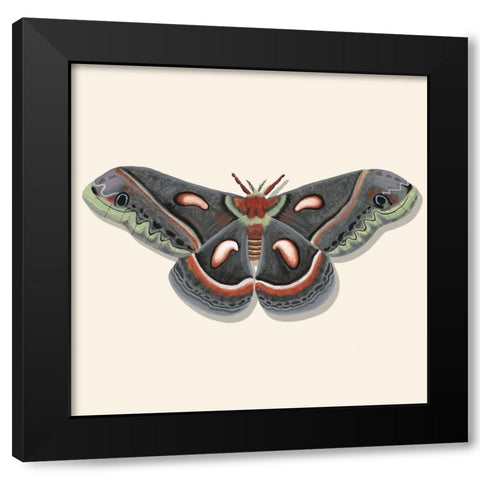 Watercolor Moths III Black Modern Wood Framed Art Print with Double Matting by Willett, Michael