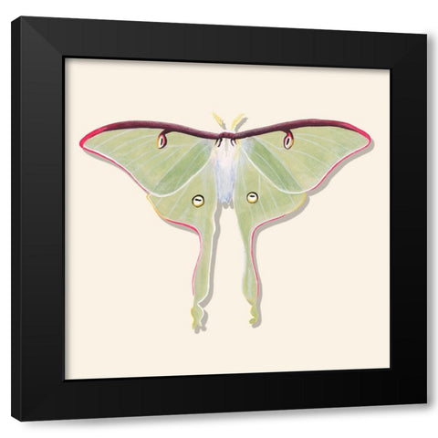 Watercolor Moths IV Black Modern Wood Framed Art Print by Willett, Michael