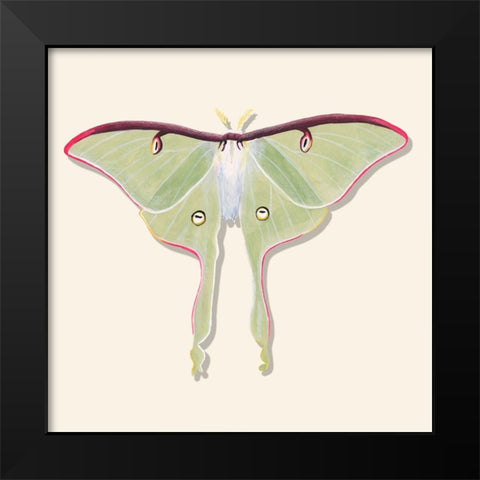 Watercolor Moths IV Black Modern Wood Framed Art Print by Willett, Michael