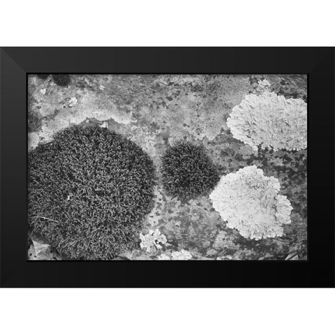 Found Textures XIX Black Modern Wood Framed Art Print by Johnson, Jason