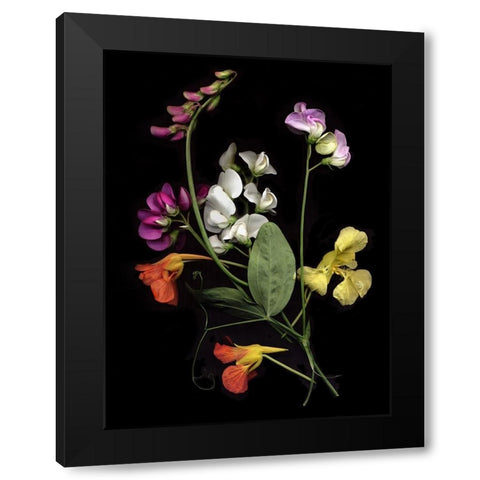 Flower Drama I Black Modern Wood Framed Art Print with Double Matting by Stalus, Judy