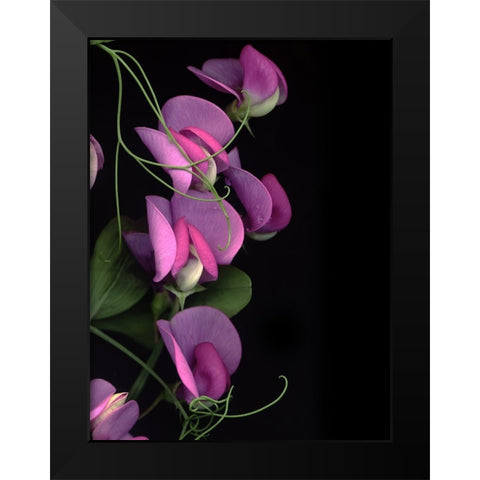 Flower Drama IV Black Modern Wood Framed Art Print by Stalus, Judy