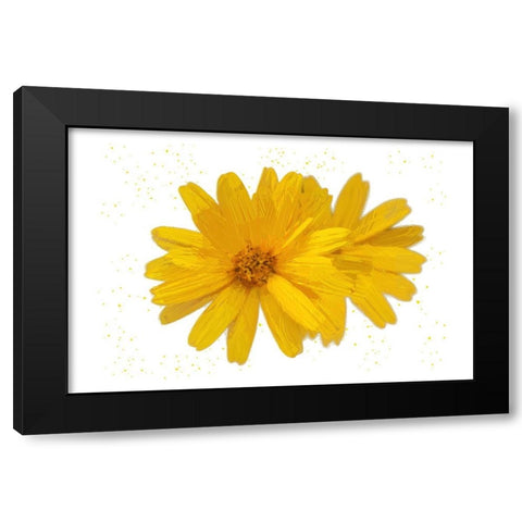 Yellow Asters Black Modern Wood Framed Art Print with Double Matting by Pica, Jeff