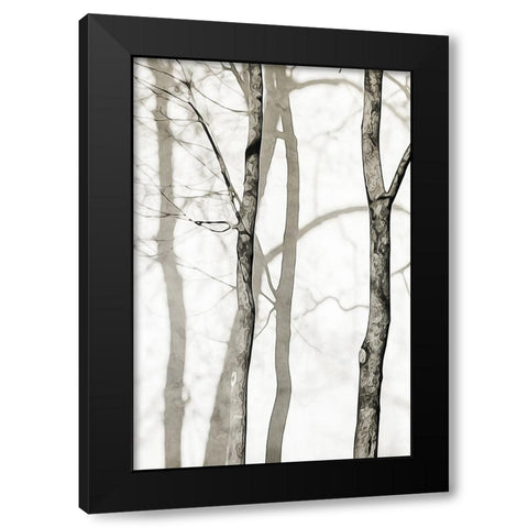 Shadowed Tree Trunks I Black Modern Wood Framed Art Print by Aldridge, Ashley