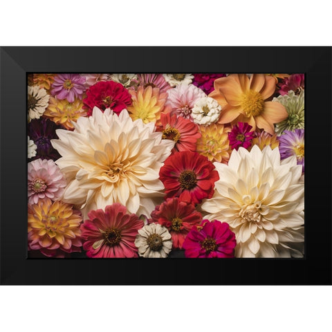 Dahlia Dream Scape  I Black Modern Wood Framed Art Print by McLean, Leah
