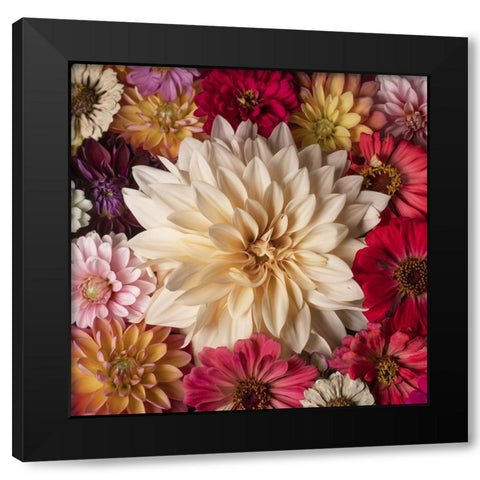 Dahlia Dream Scape  II Black Modern Wood Framed Art Print by McLean, Leah