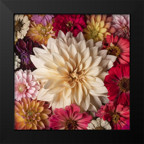 Dahlia Dream Scape  II Black Modern Wood Framed Art Print by McLean, Leah