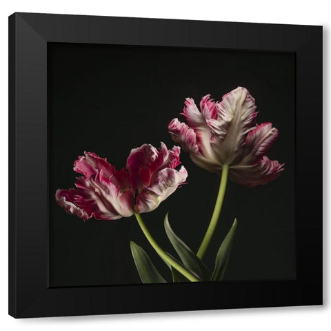 Open Bloomed Tulips Black Modern Wood Framed Art Print by McLean, Leah