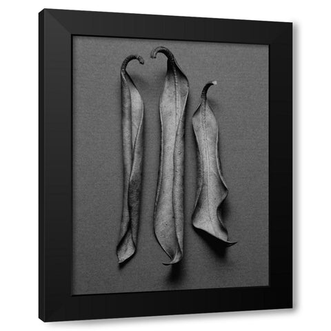 Mountain Laurel Leaves l Black Modern Wood Framed Art Print by Rosenthal, Berry