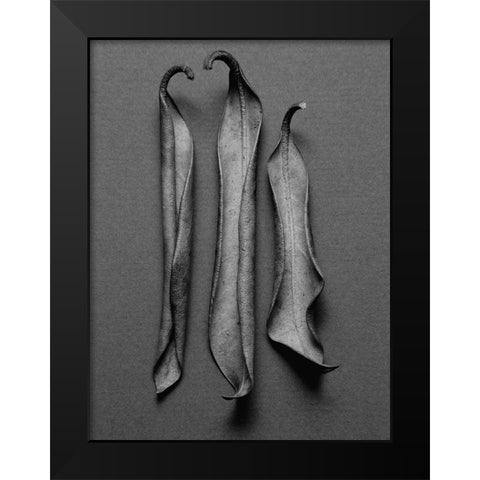 Mountain Laurel Leaves l Black Modern Wood Framed Art Print by Rosenthal, Berry