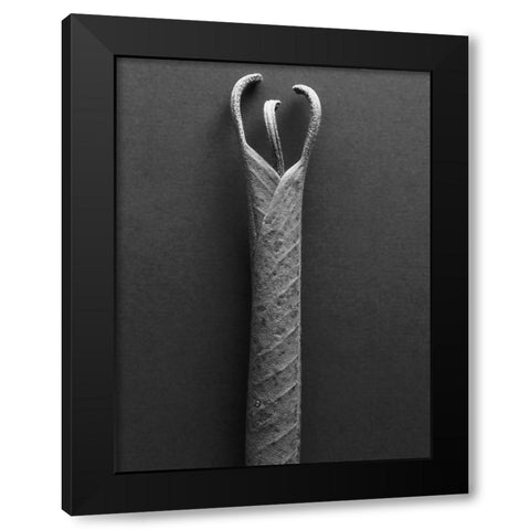 Mountain Laurel Leaves ll Black Modern Wood Framed Art Print by Rosenthal, Berry