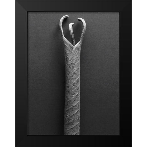 Mountain Laurel Leaves ll Black Modern Wood Framed Art Print by Rosenthal, Berry