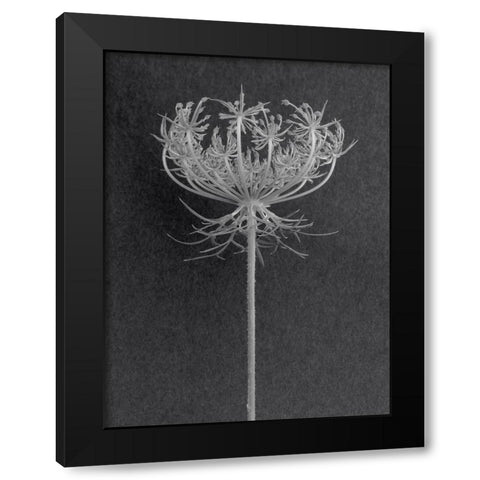 Queens Lace Black Modern Wood Framed Art Print by Rosenthal, Berry